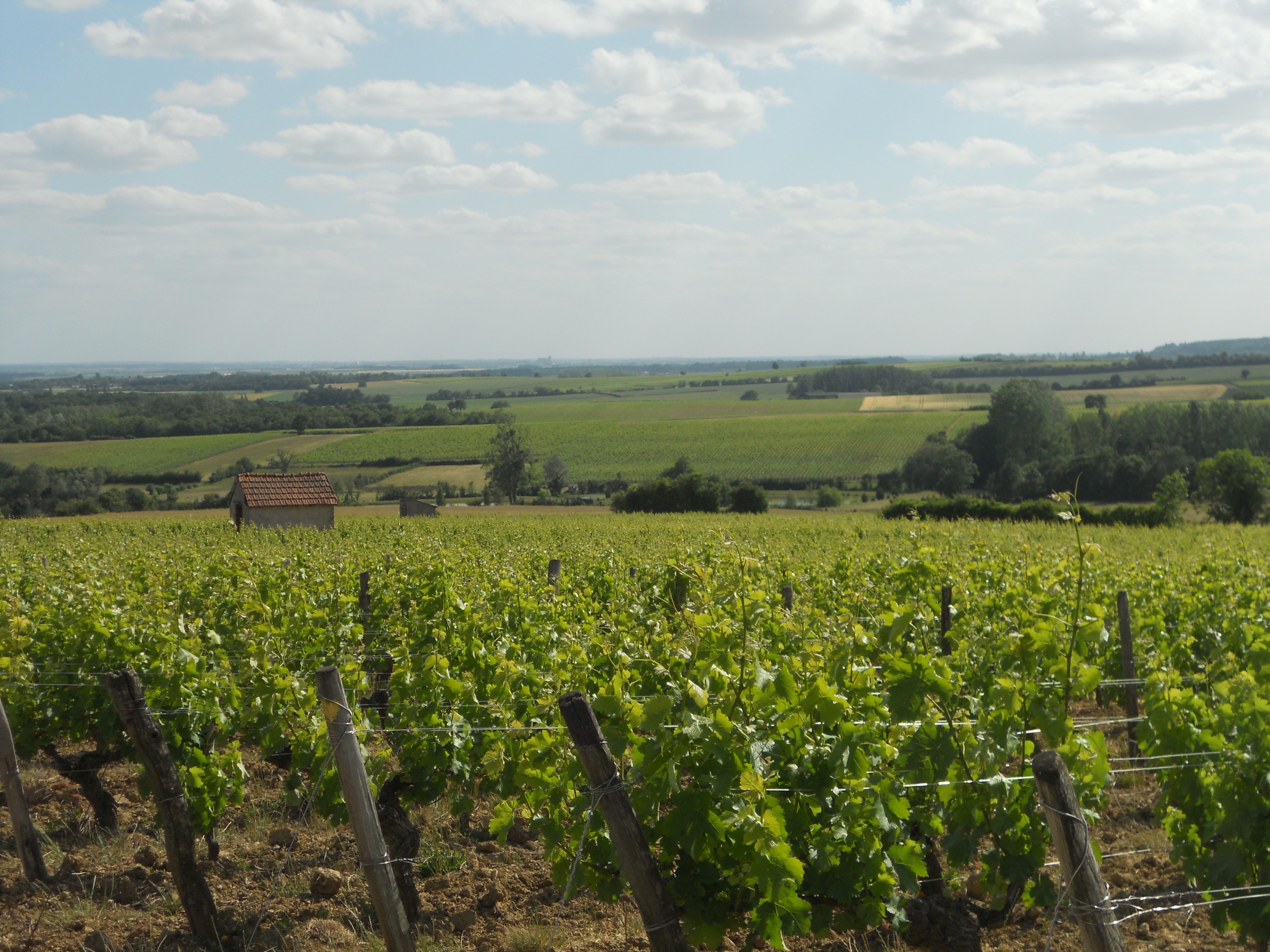 Découvrez les Vins de Menetou-Salon : Blancs et Rouges